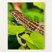 Lézard italien (Dos)