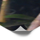 Lézard, Reptile, Chameleon, Poster de mur de la na (Coin)