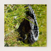 Lézard Shingleback sur l'herbe, puzzle (Horizontal)