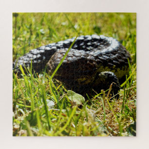 Lézard Shingleback sur l'herbe, puzzle