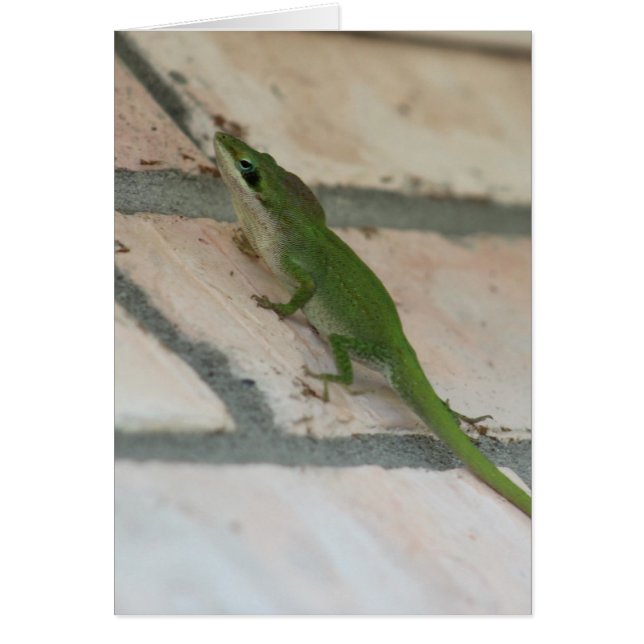 Lézard vert (Devant)