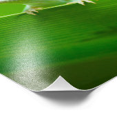 Lézard vert Rencontre Photographie d'Art (Coin)