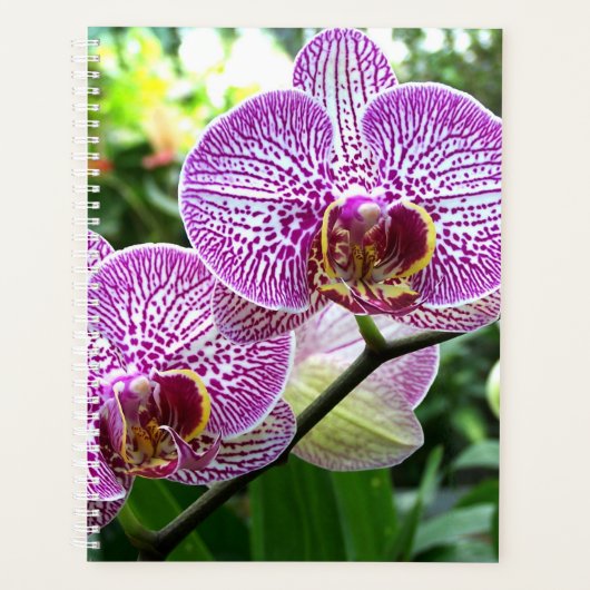 Lg Planner Orchidées à rayures violettes (Devant)