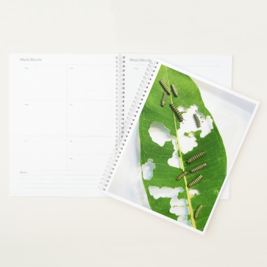Lg Planner Tiny Monarch Caterpillar (Devant avec enveloppe)