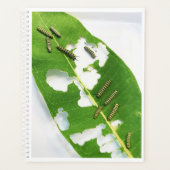 Lg Planner Tiny Monarch Caterpillar (Devant)