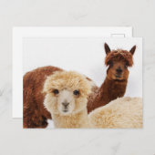 Lhamas Briefkaart (Voorkant / Achterkant)