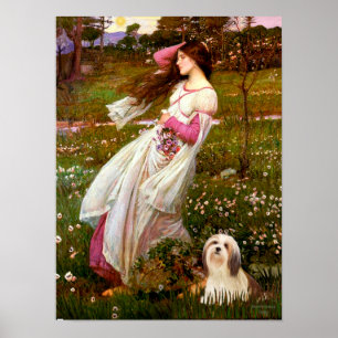 Lhasa Apso 4 - Windbloemen Poster