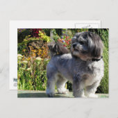 Lhasa Apso Bailey 1 Briefkaart (Voorkant / Achterkant)