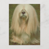Lhasa Apso Briefkaart (Voorkant)