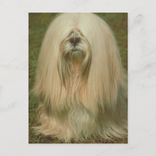 Lhasa Apso Briefkaart (Voorkant)