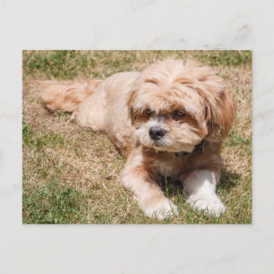 Lhasa Apso Briefkaart