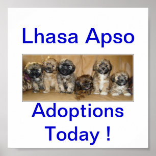 Lhasa Apso Dog Adoptions Today Signs Poster