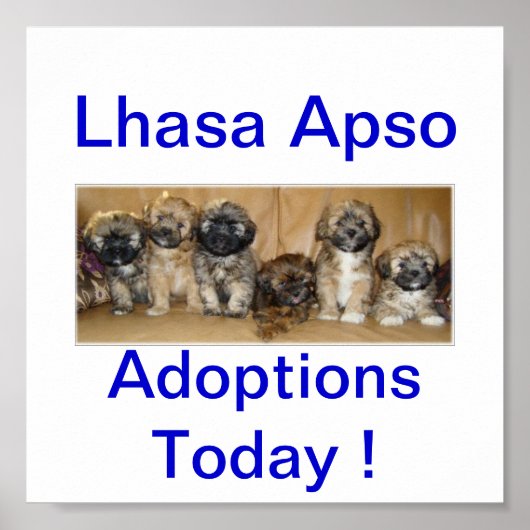 Lhasa Apso Dog Adoptions Today Signs Poster (Voorkant)