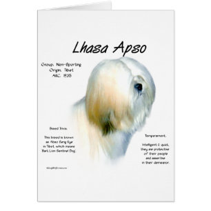 Lhasa Apso Geschiedenis Ontwerp