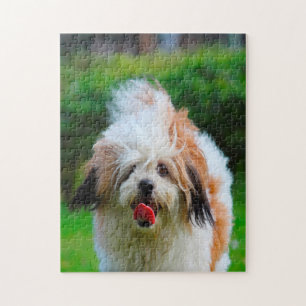 Lhasa Apso-hondenras. Legpuzzel