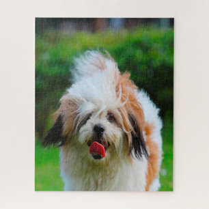 Lhasa Apso-hondenras. Legpuzzel