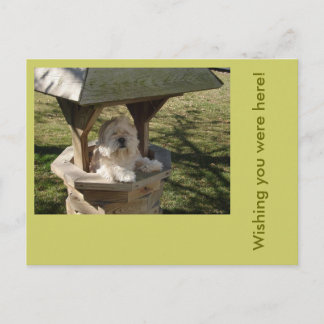 Lhasa Apso in een put Briefkaart