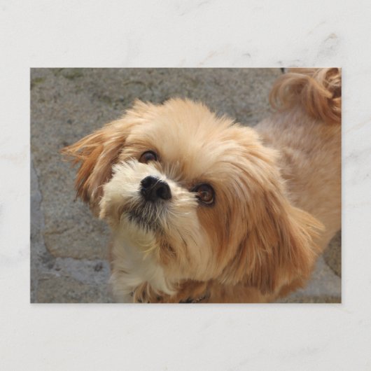 Lhasa Apso in een tuin Briefkaart (Voorkant)