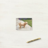 Lhasa Apso in een tuin Post-it® Notes (Op bureau)