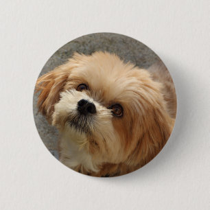 Lhasa Apso in een tuin Ronde Button 5,7 Cm