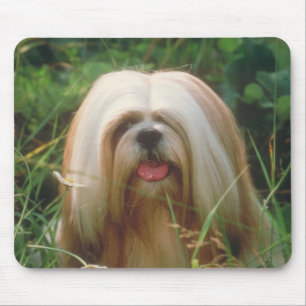 Lhasa Apso Muismat