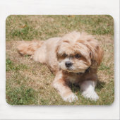 Lhasa Apso Muismat (Voorkant)
