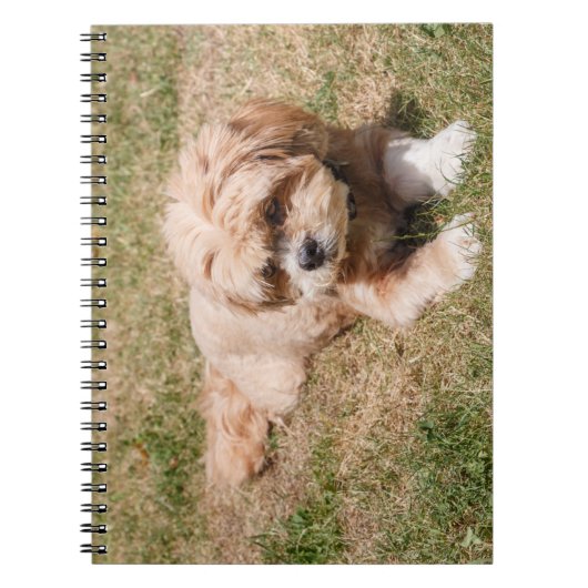 Lhasa Apso Notitieboek (Voorkant)
