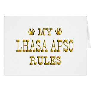 Lhasa Apso ordonne l'or