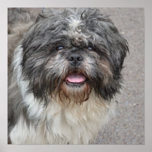 Lhasa Apso Poster (Voorkant)