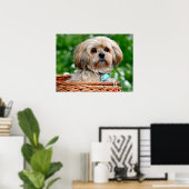 Lhasa Apso Puppy Dog in een mandje Poster (Thuiskantoor)
