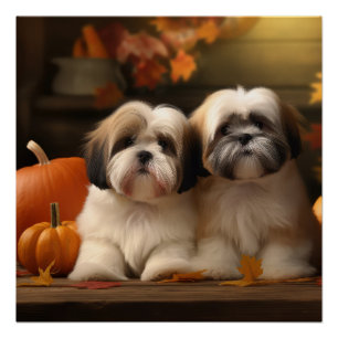 Lhasa Apso Puppy Herfst Verrukking Pompoen Perfect Poster