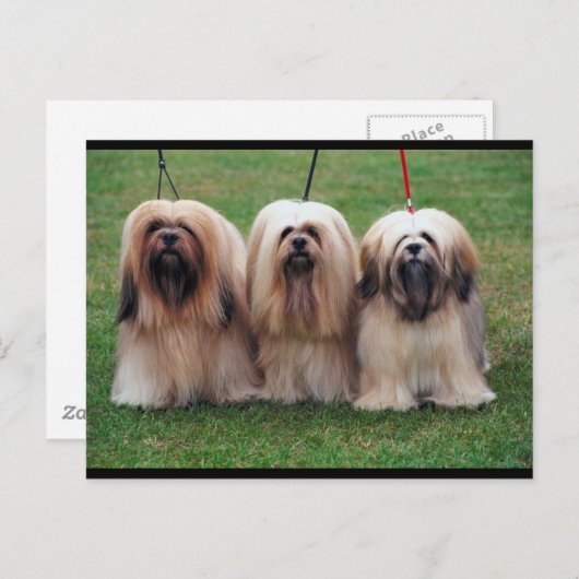Lhasa Apso Trio Briefkaart (Voorkant / Achterkant)