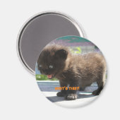 L'horreur de Magnet Cat (Recto/Verso)