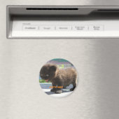 L'horreur de Magnet Cat (In Situ (Lave-vaisselle))