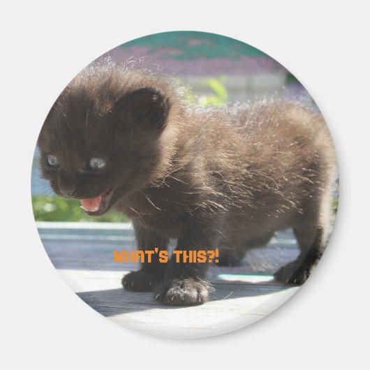 L'horreur de Magnet Cat (Devant)