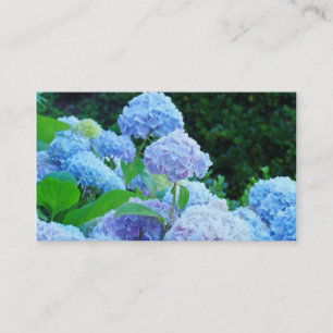 L'hortensia bleu de cartes de visite fleurit