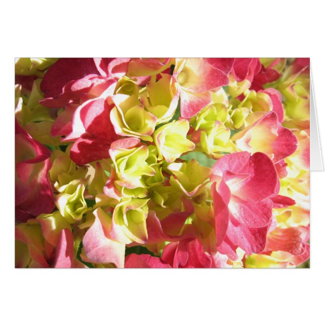 L'hortensia de Katie (Devant horizontal)