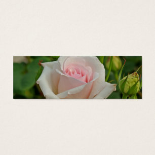 L'hybride rose d'Ophélie s'est levé