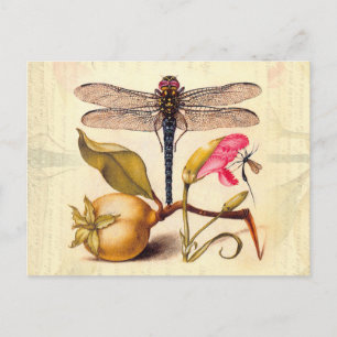 Libelle Botanische Natuur Natuurlijke Historie Hoe Briefkaart