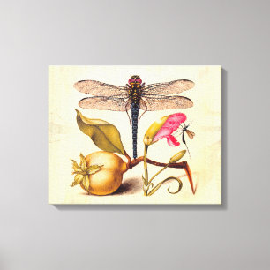 Libelle Botanische Natuur Natuurlijke Historie Hoe Canvas Afdruk