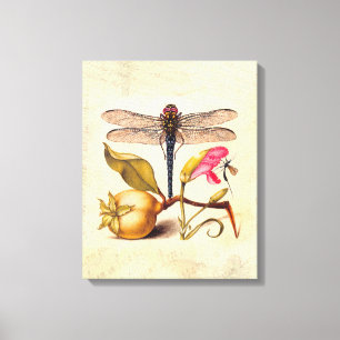 Libelle Botanische Natuur Natuurlijke Historie Hoe Canvas Afdruk