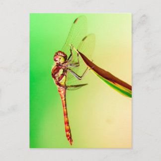 Libelle Briefkaart