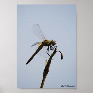Libelle met wandelstok Portret Poster