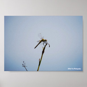 Libelle met wandelstok poster