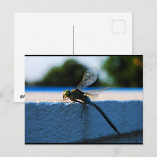 Libelle op de richel briefkaart