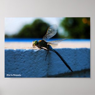 Libelle op de richel poster