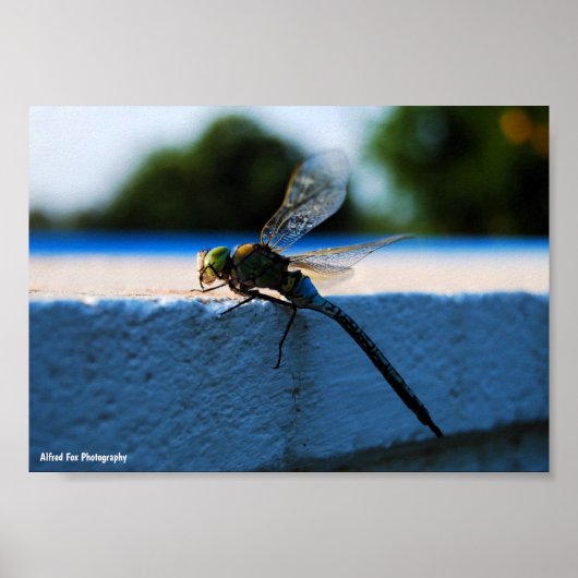 Libelle op de richel poster (Voorkant)