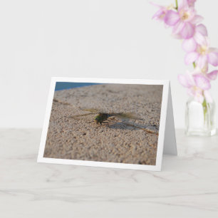 Libelle Portret Kaart