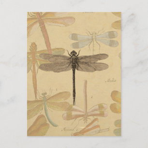 Libelle Vintage Antiek Klassieke Natuur Briefkaart