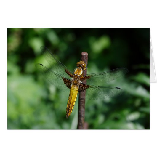 Libellula depressa (Devant horizontal)